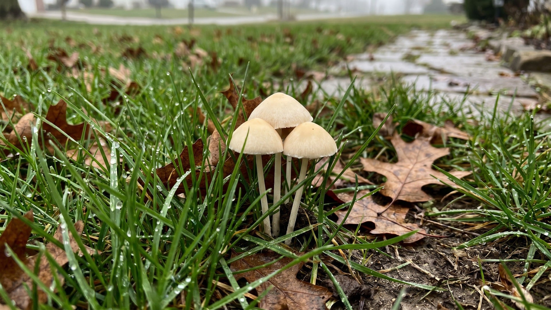 how to get rid of mushrooms in yard