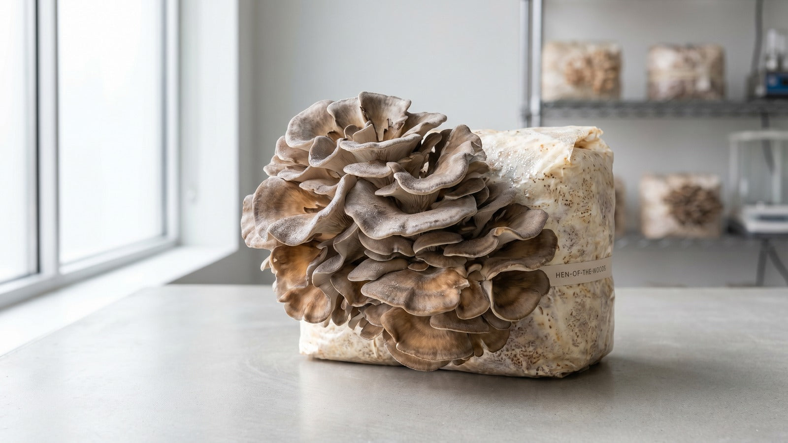 Maitake mushrooms fruiting on a substrate block in a controlled growing environm