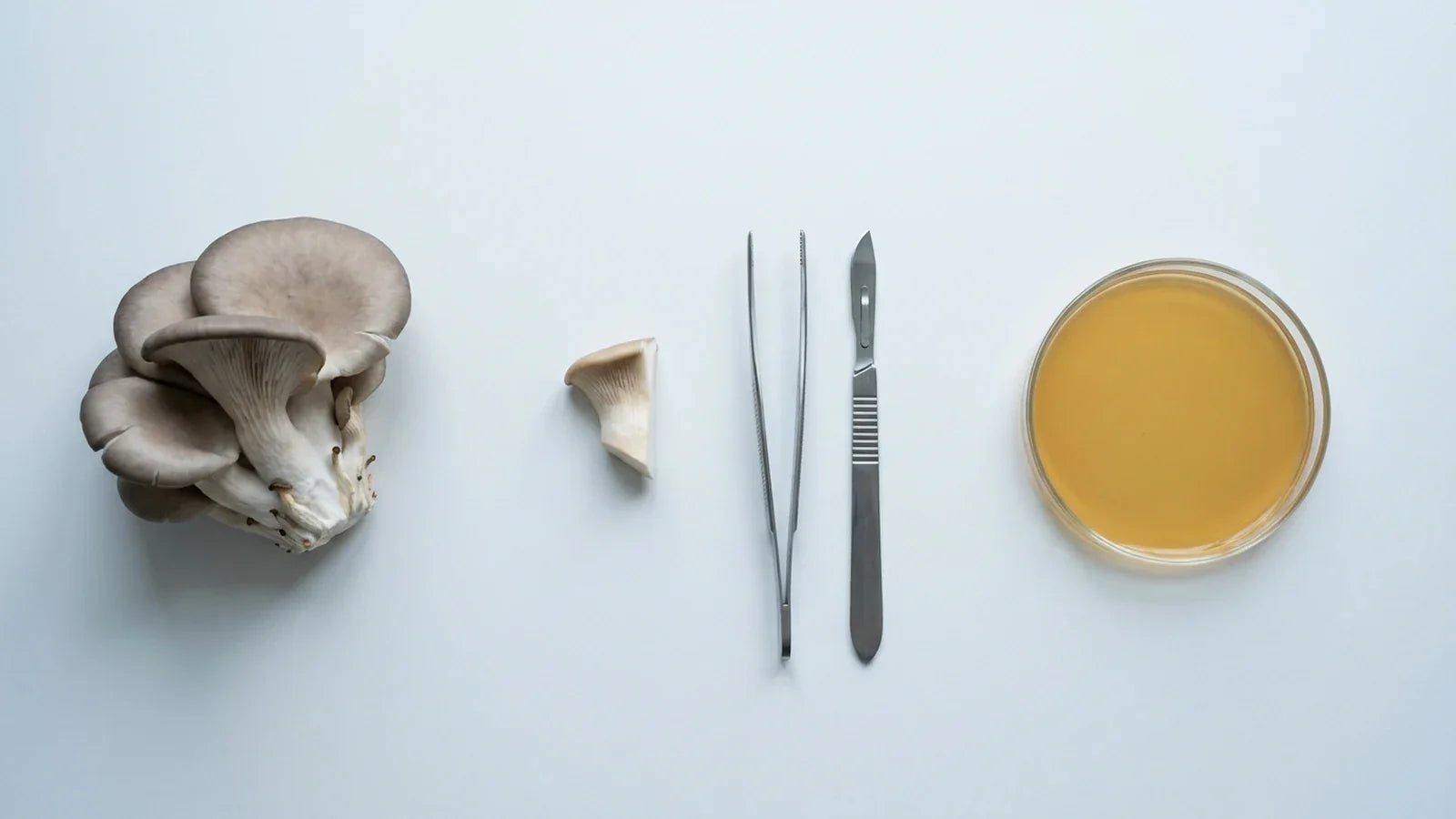 How to Grow Mushrooms from Mushrooms