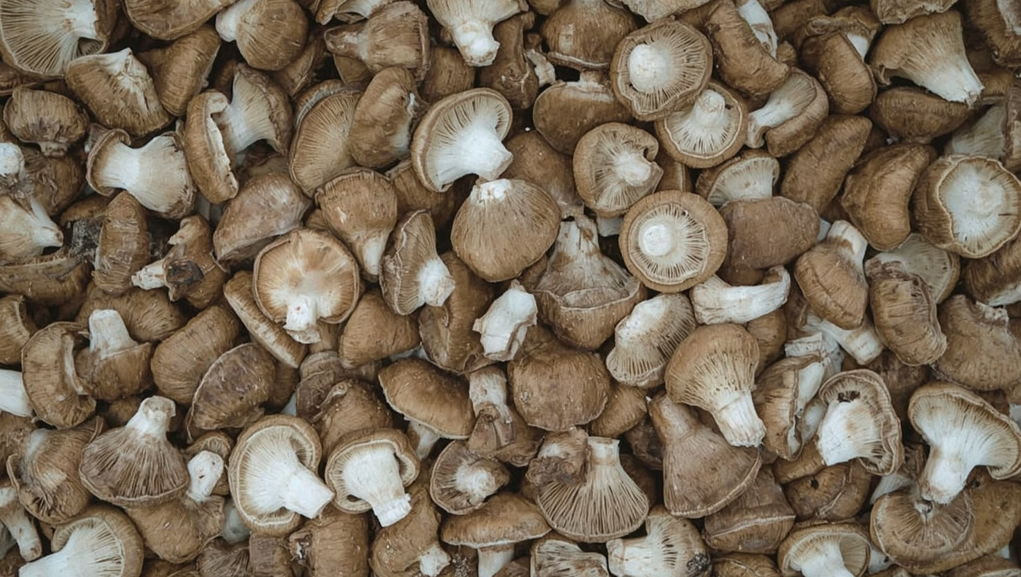 How to Dry Shiitake Mushrooms