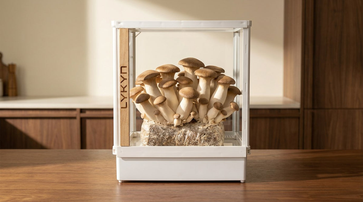 King Oyster (Pleurotus eryngii) mature fruiting inside a Lykyn Smart Mushroom Grow Box on a home kitchen counter