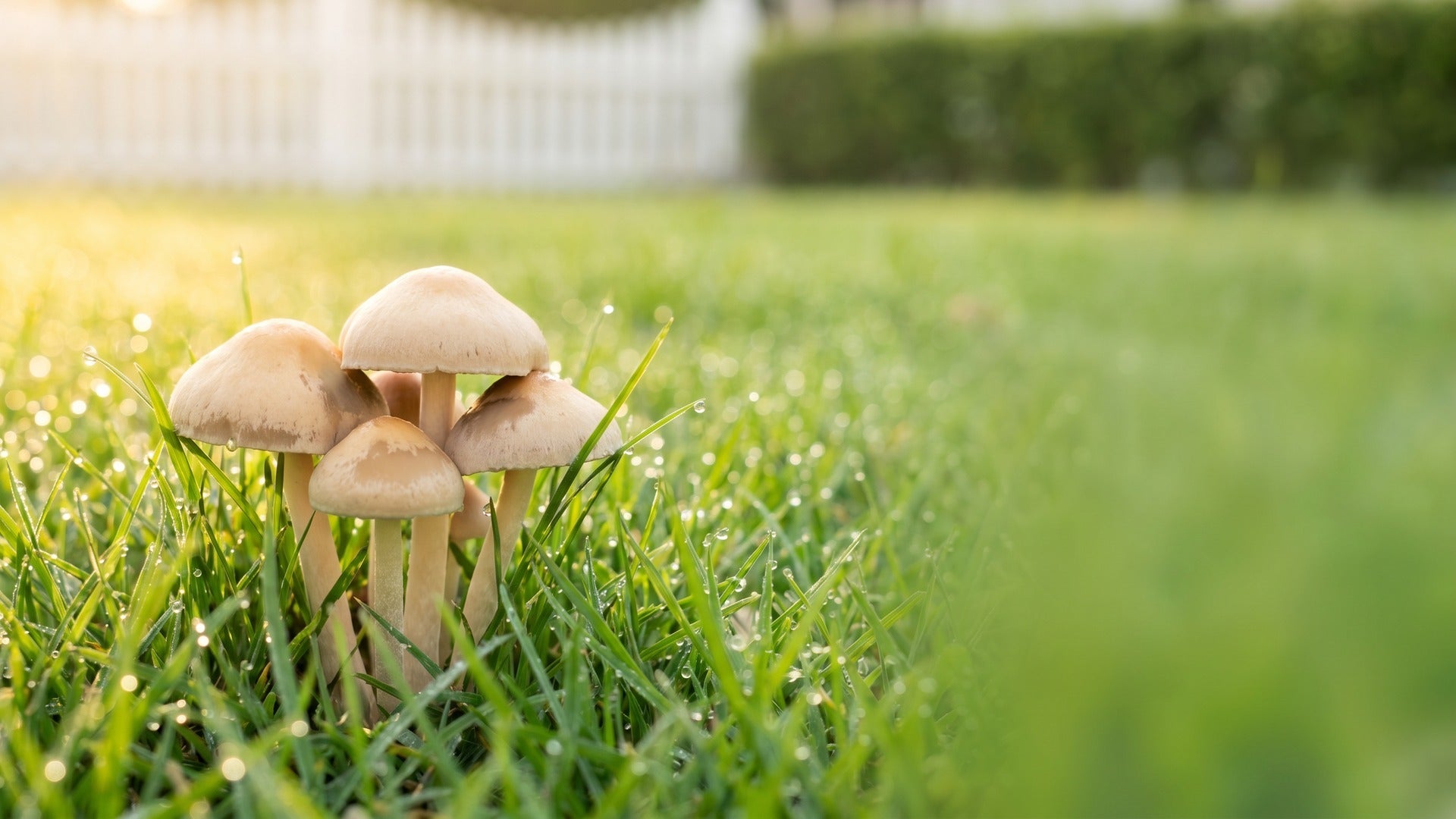 lawn mushrooms