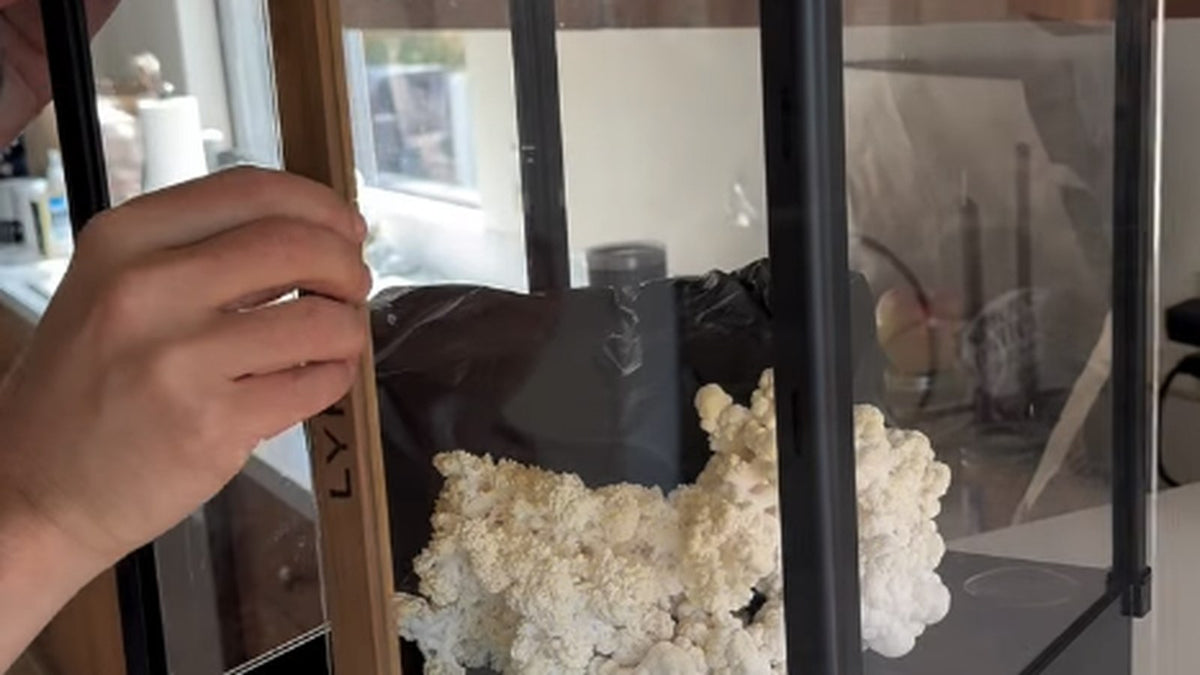 Lion's Mane (Hericium erinaceus) grown at home in a black Lykyn Smart Mushroom Grow Box, banner framing