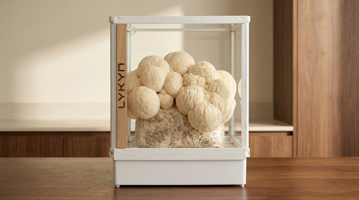 Lion's Mane (Hericium erinaceus) at harvest inside a Lykyn Smart Mushroom Grow Box on a home kitchen counter