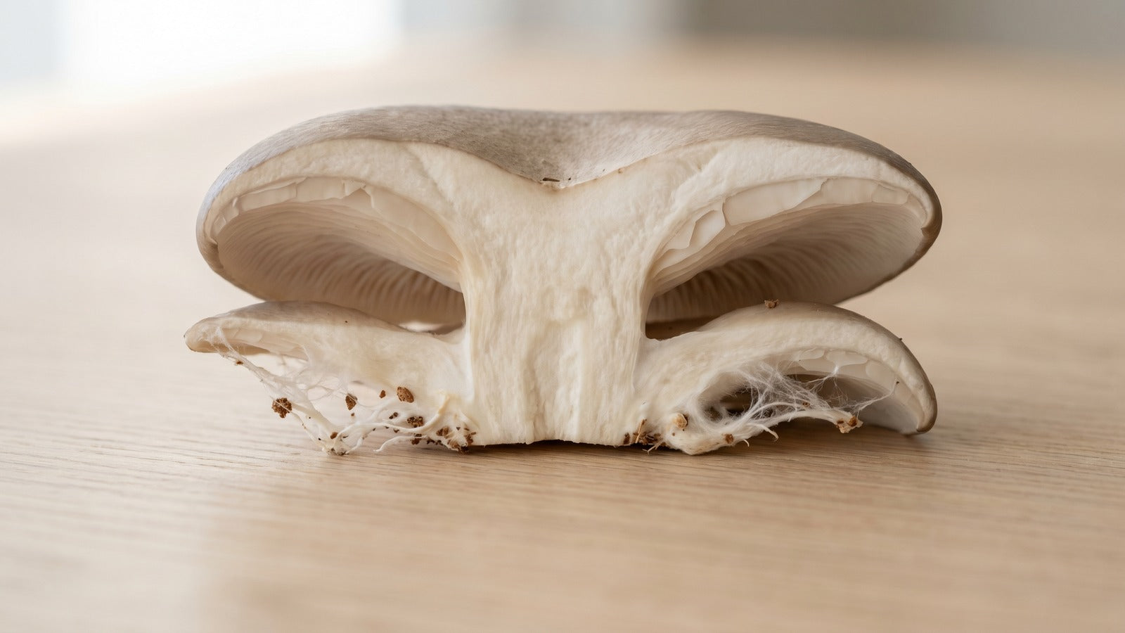 Side-cut macro of a mushroom showing distinct anatomical parts: cap, gills, stem, and mycelium at base
