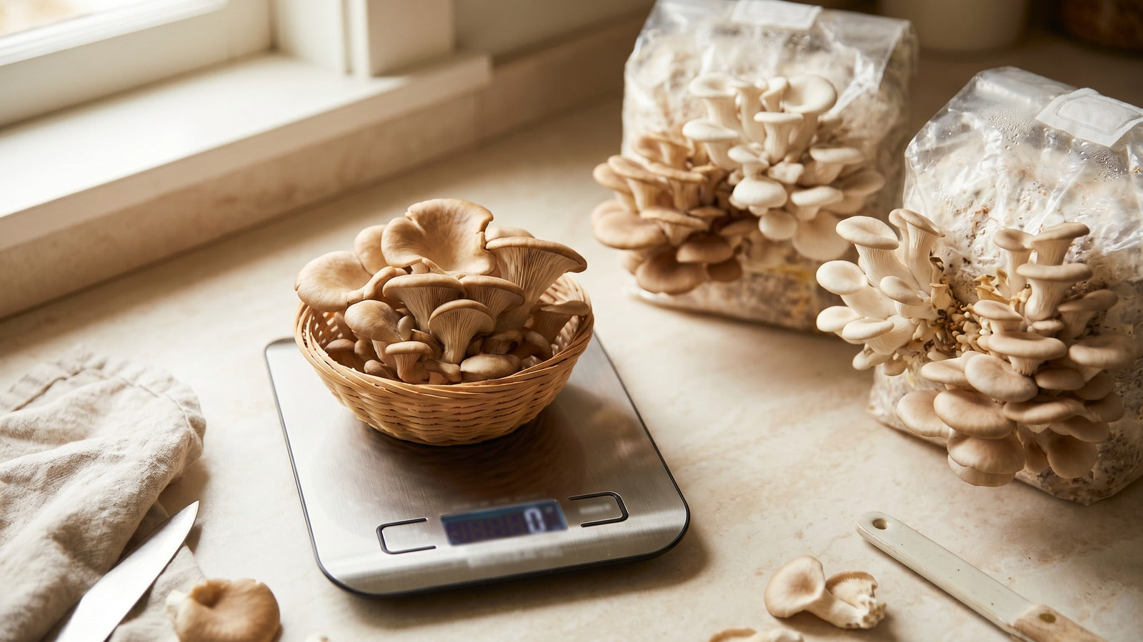 Mushroom Grow Bag Yield: The Complete Beginner's Guide to Home Mushroom Growing
