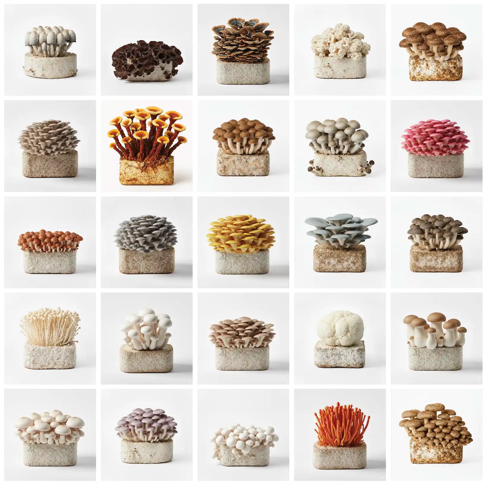 Beginner's mushroom kit selection guide