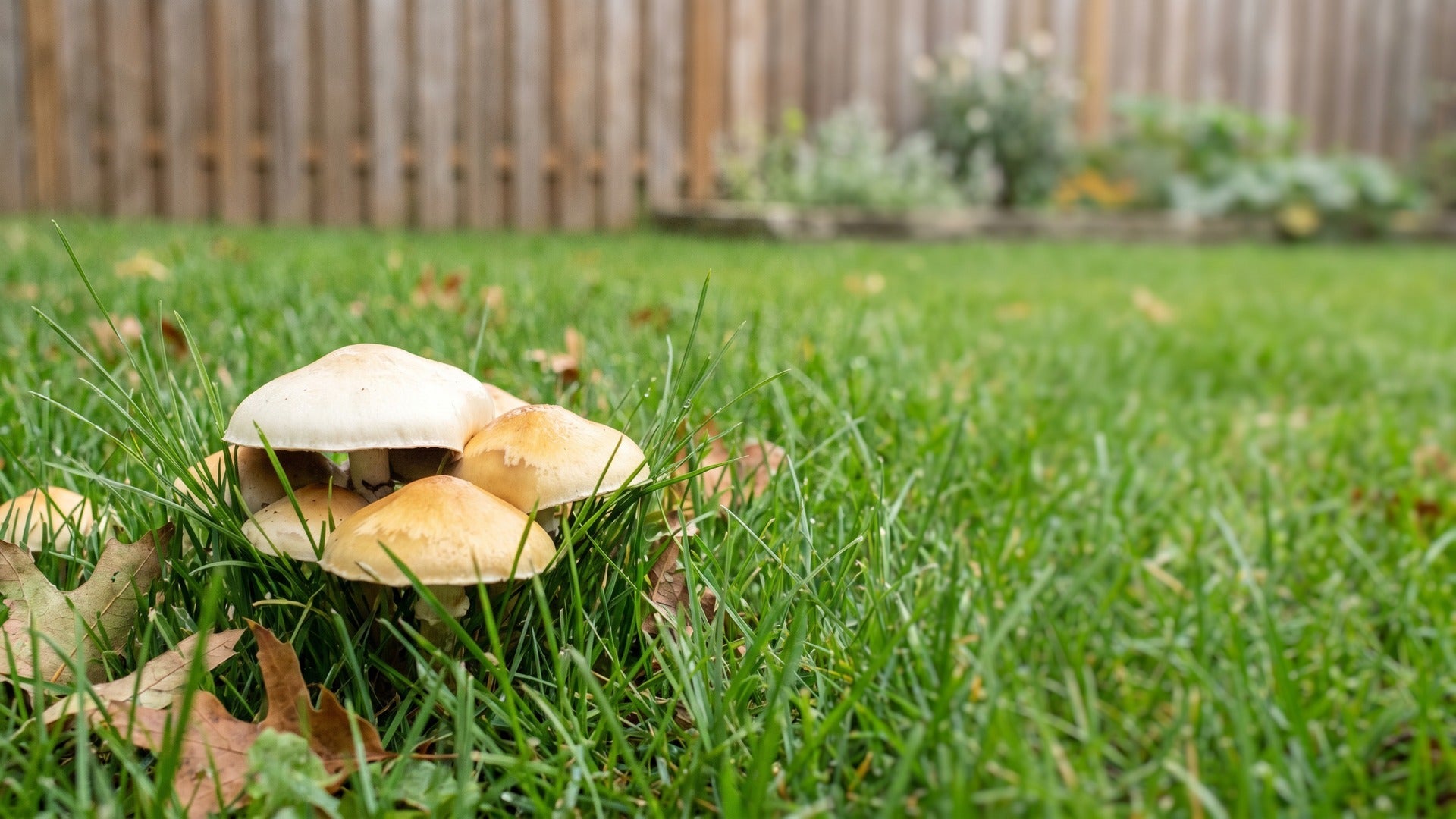mushrooms growing in yard