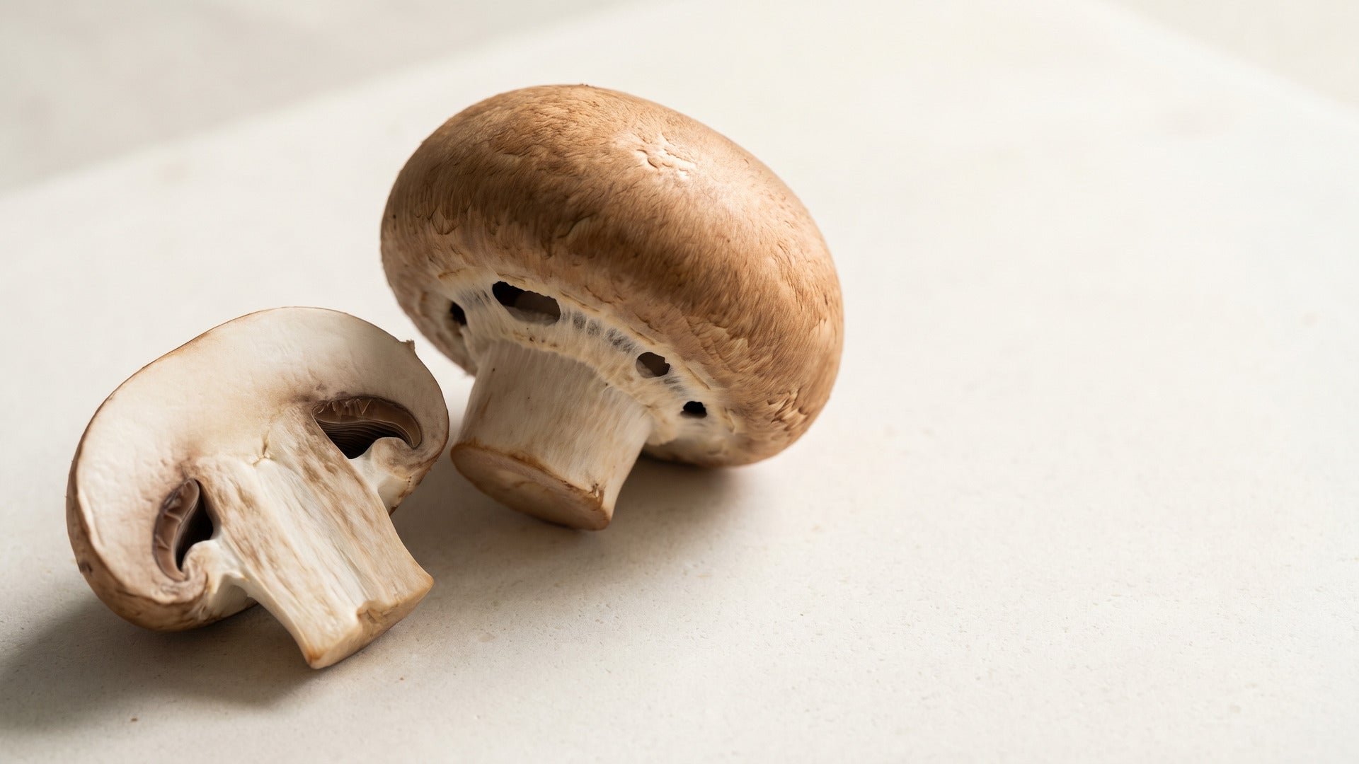parts of a mushroom