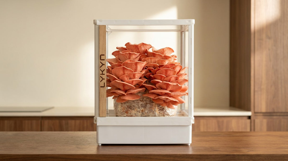 Pink Oyster (Pleurotus djamor) cluster fruiting inside a Lykyn Smart Mushroom Grow Box on a home kitchen counter
