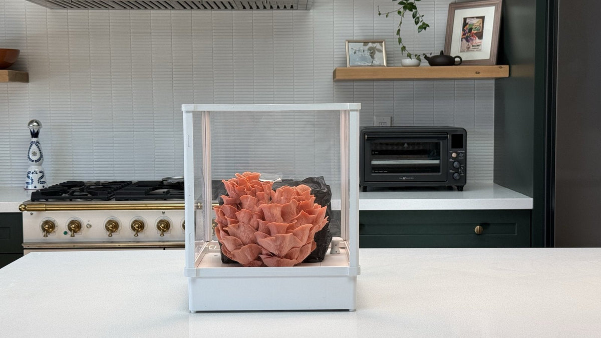 Pink oyster cluster growing inside a white Lykyn Grow Box on a modern kitchen island