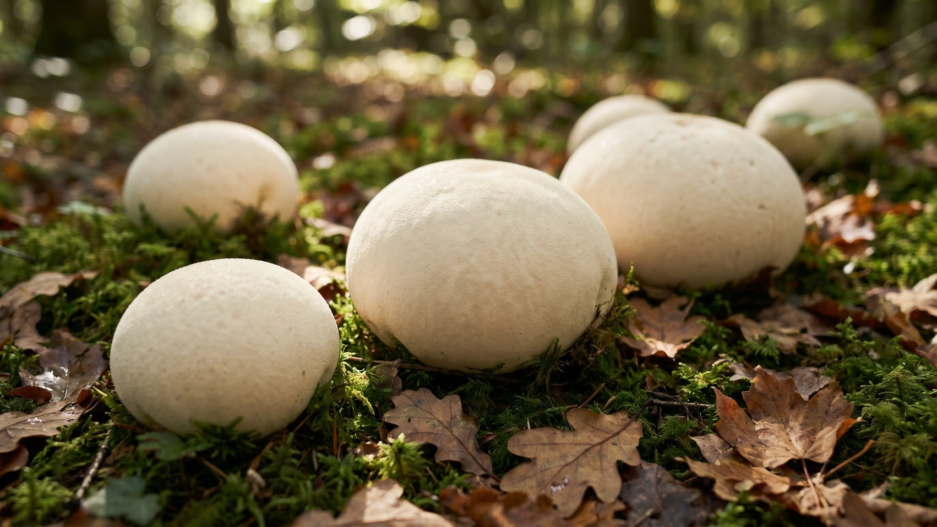 puffball mushrooms