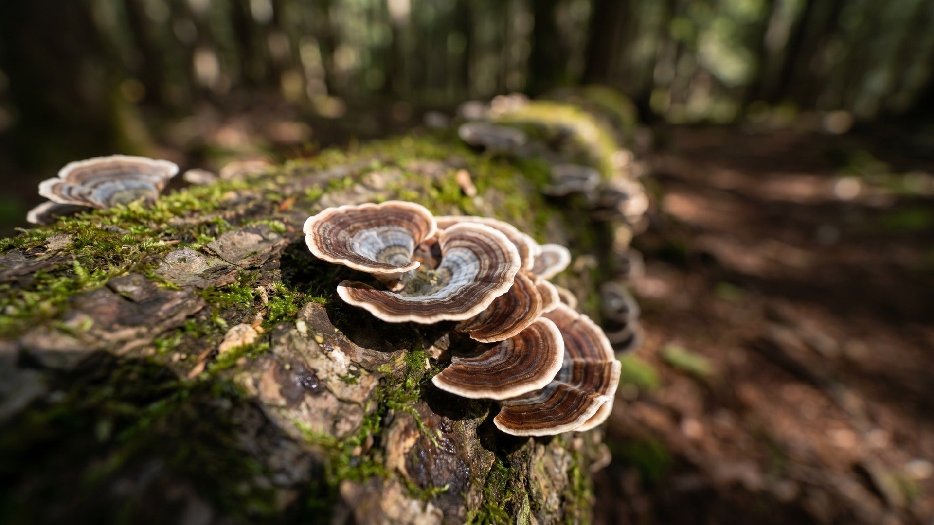 turkey tail mushroom for dogs