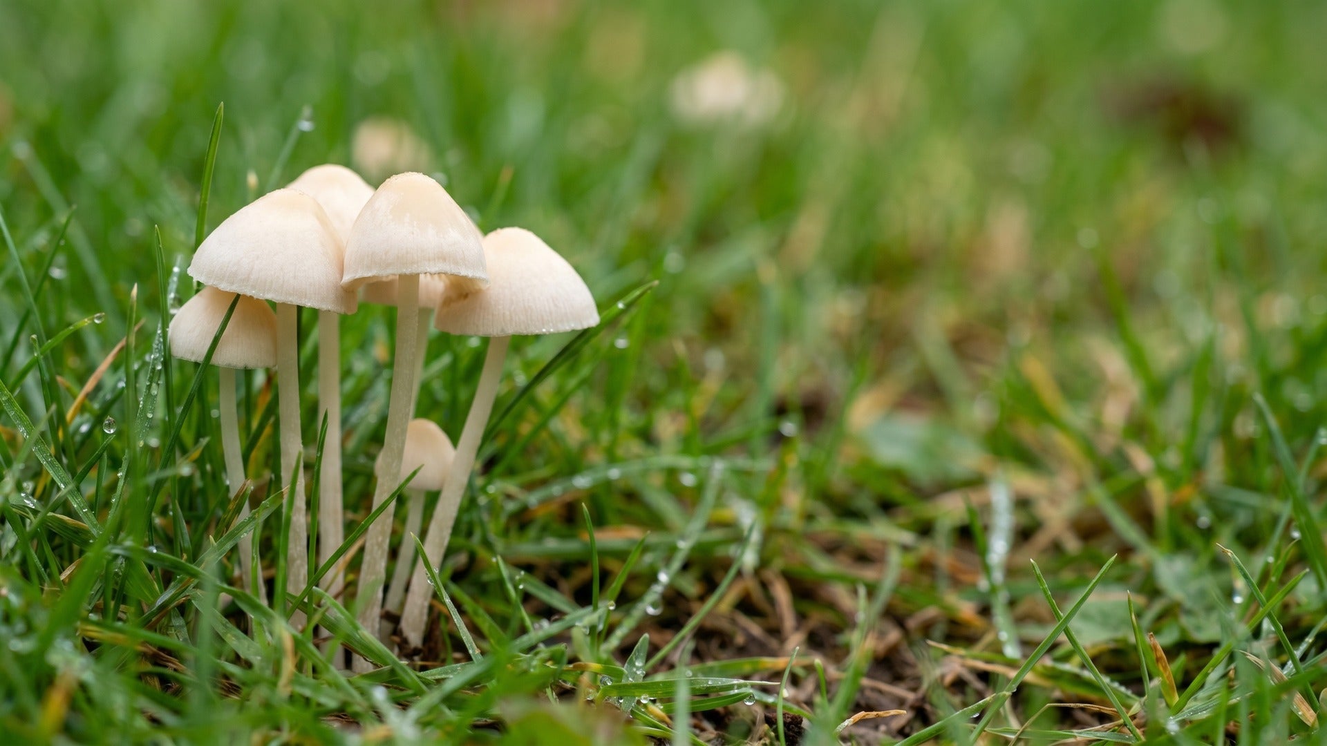 white mushrooms in yard