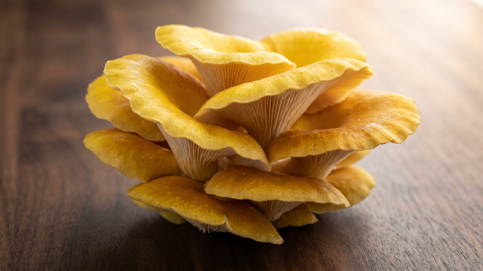Best Yellow Oyster Mushroom Grow Kits for Beginners: Your Complete 2025 Growing 