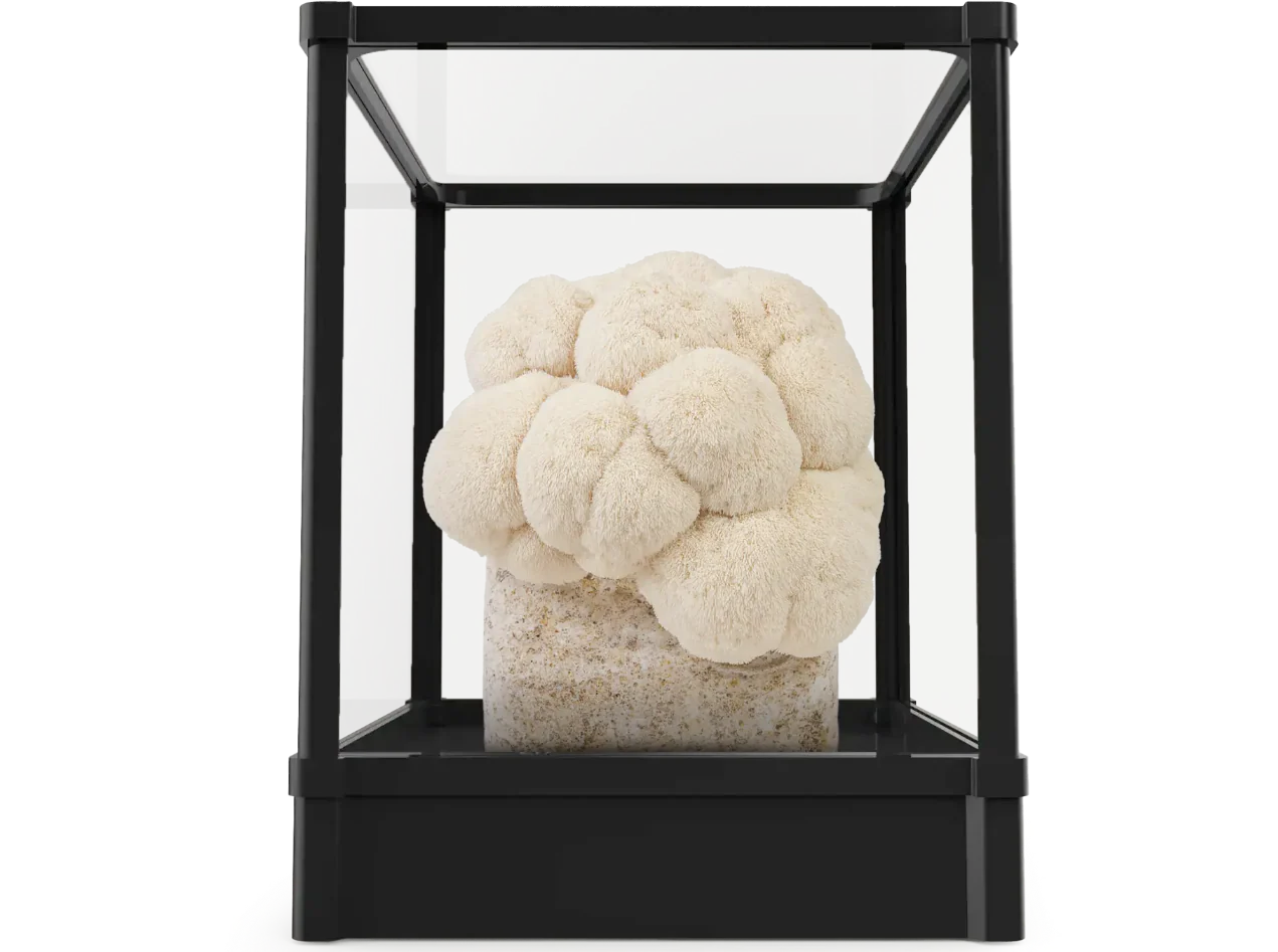 Mushroom Fruiting Chambers