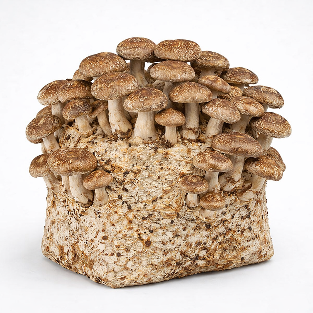 Shiitake Mushroom Fruiting Block - 5 lbs