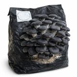 Black Oyster Mushroom Fruiting Block - 5 lbs