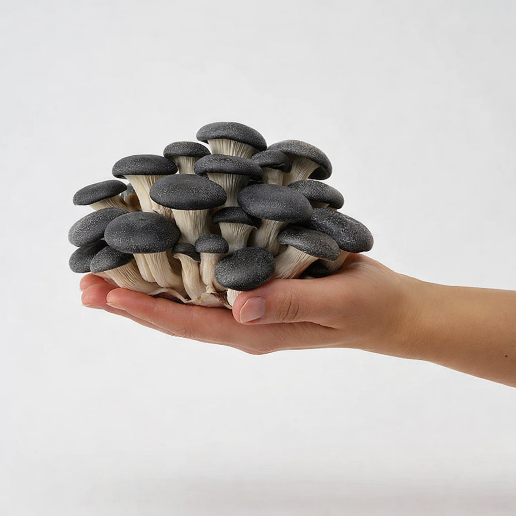 Black Oyster Mushroom Fruiting Block - 5 lbs