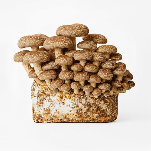 Chestnut mushroom, harvest-ready cluster