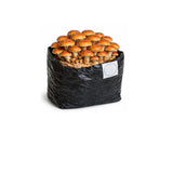 Cinnamon Cap Mushroom Fruiting Block - 5 lbs