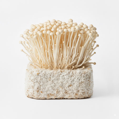 Enoki mushroom, harvest-ready cluster