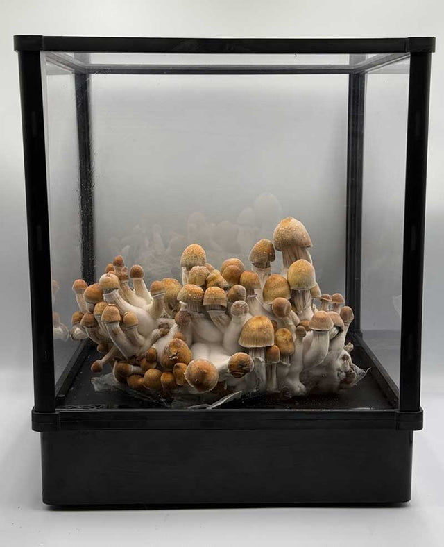 Rebecca Thornton's Lykyn chamber at home