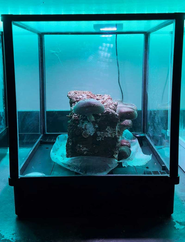Kyle Reeves's Lykyn chamber at home