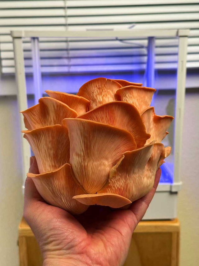 Jamie Tran's Lykyn chamber at home
