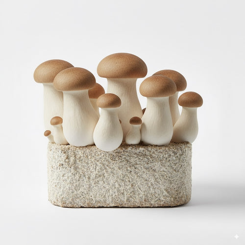 King Trumpet mushroom, harvest-ready cluster