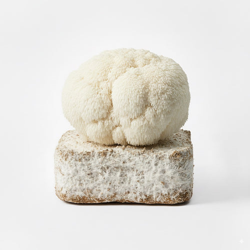 Lion's Mane mushroom, harvest-ready cluster