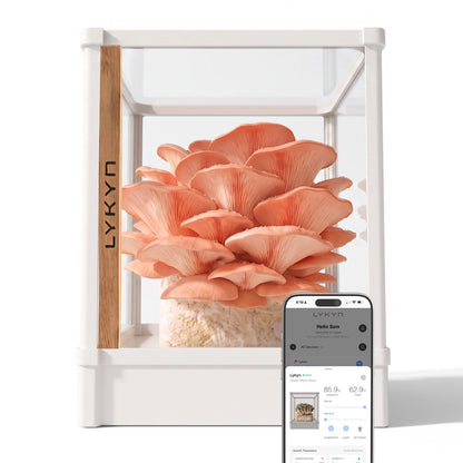 A white LYKYN indoor mushroom grow kit with a large cluster of pinkish-orange oyster mushrooms growing inside, shown on a clean white background with a smartphone app screen overlay in the lower right.