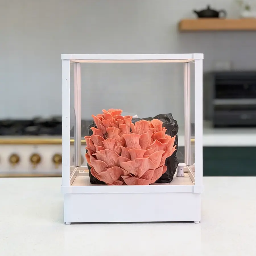 Lykyn Automated Mushroom Fruiting Chamber