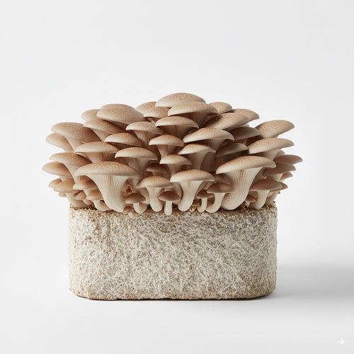 Maitake mushroom, harvest-ready cluster