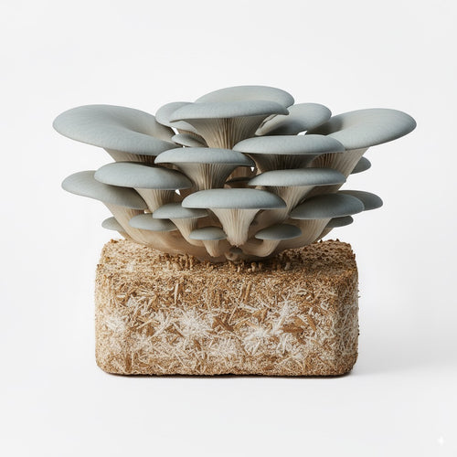 Blue Oyster mushroom, harvest-ready cluster