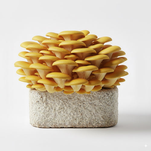 Golden Oyster mushroom, harvest-ready cluster