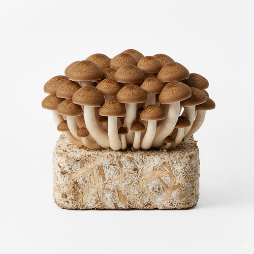 Pioppino mushroom, harvest-ready cluster