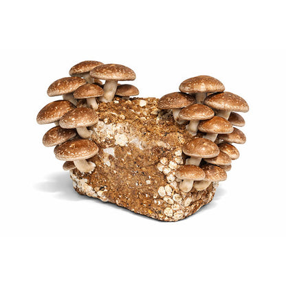 Shiitake Mushroom Fruiting Block - 5 lbs