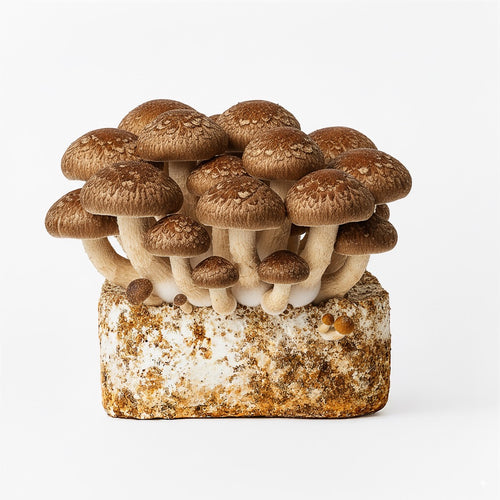 Shiitake mushroom, harvest-ready cluster