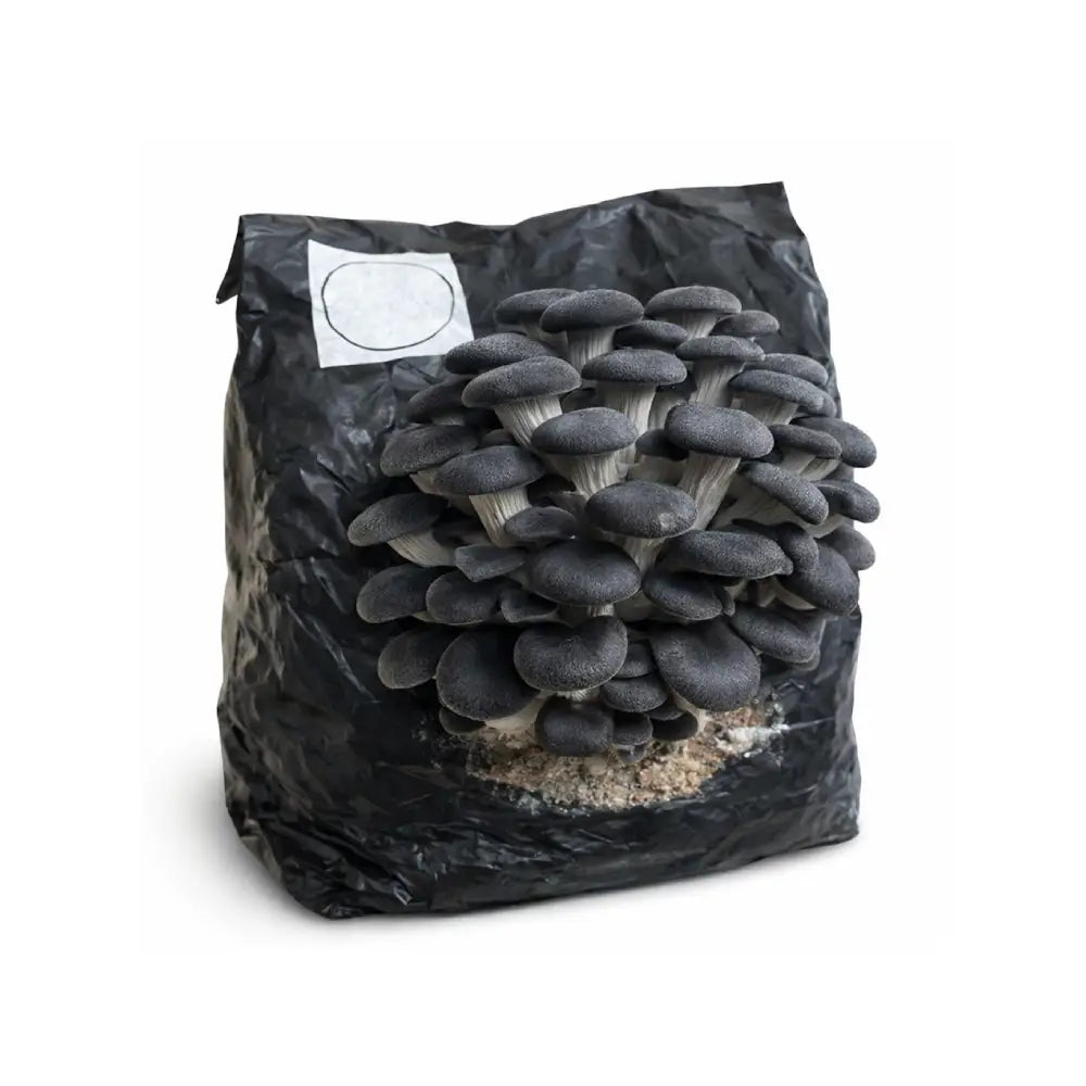 Black Oyster Mushroom Grow Kit - 5 lb fully colonized fruiting block by Lykyn, ready to fruit indoors