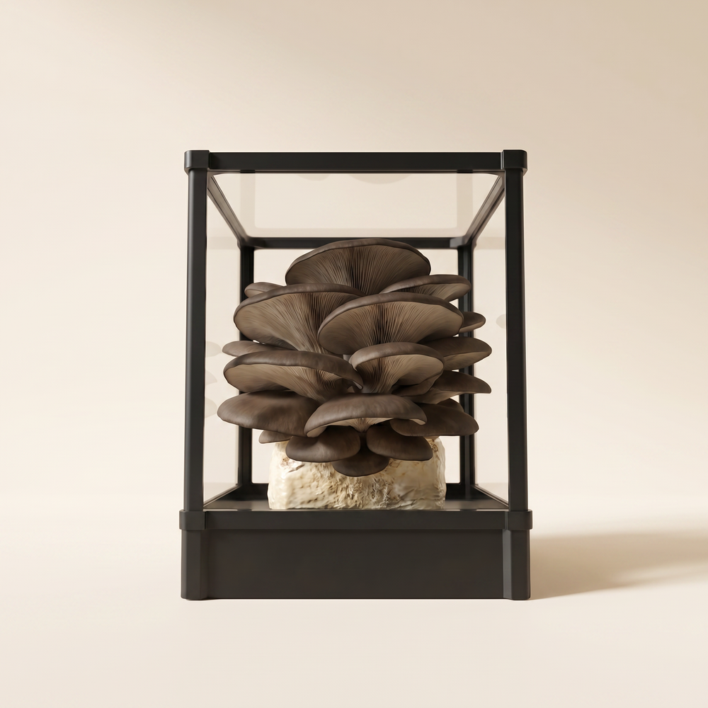 Black oyster mushroom cluster growing inside a Lykyn obsidian black smart chamber