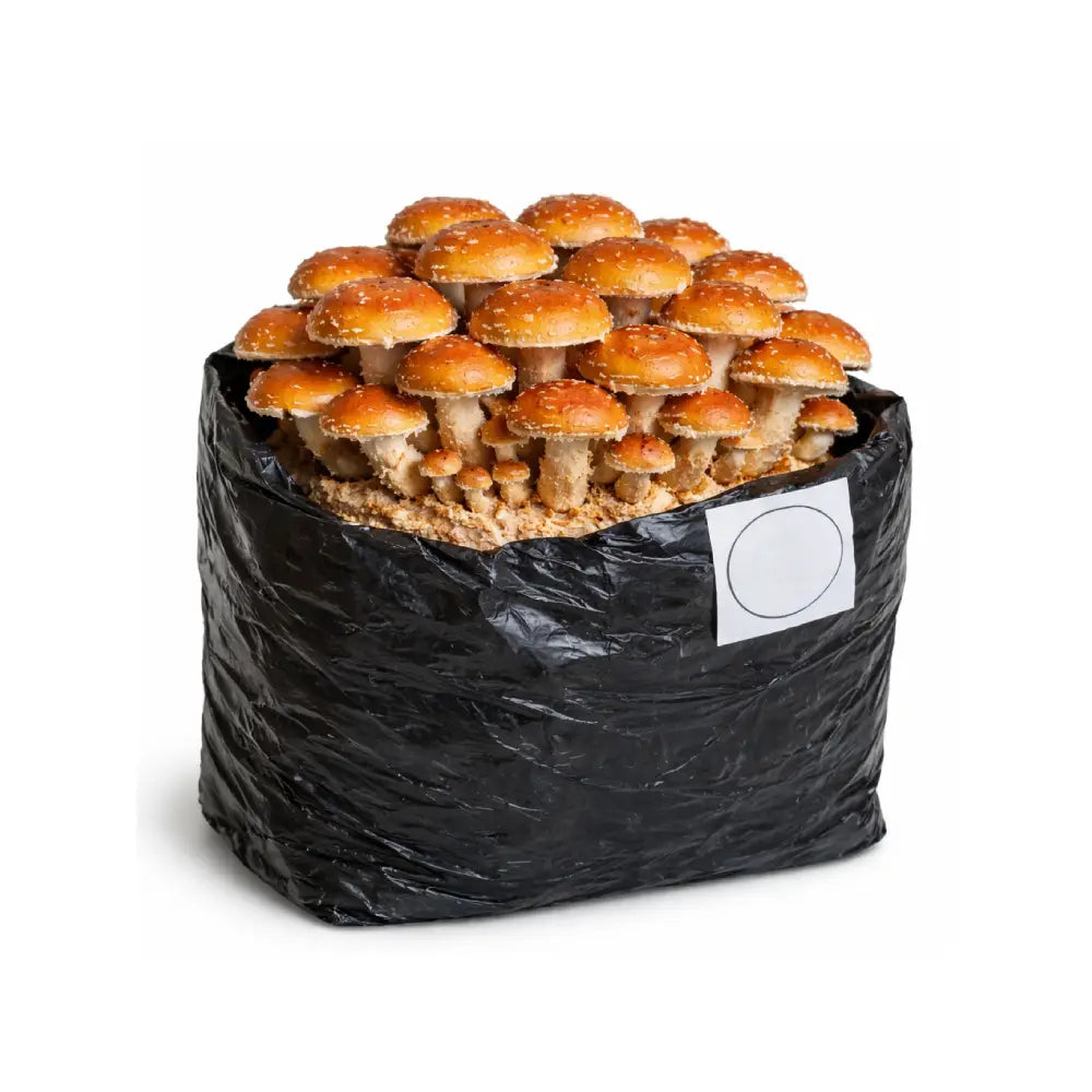 Cinnamon Cap Mushroom Grow Kit - 5 lb fully colonized fruiting block by Lykyn, ready to fruit indoors