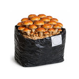 Cinnamon Cap Grow Kit - 5 lbs