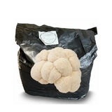 Lion's Mane Grow Kit - 5 lb Fully Colonized Block