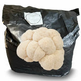 Lion’s Mane Mushroom Fruiting Block - 5 lbs