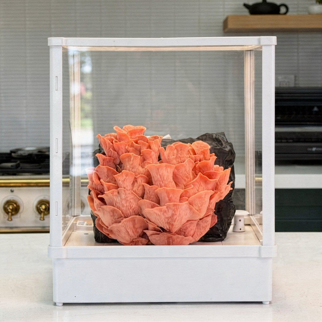Lykyn Pink Oyster Harvest