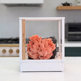Automated Mushroom Grow Box