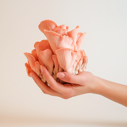 Bright coral-pink Pleurotus djamor cluster from the Lykyn pink oyster grow kit fruiting in the smart chamber