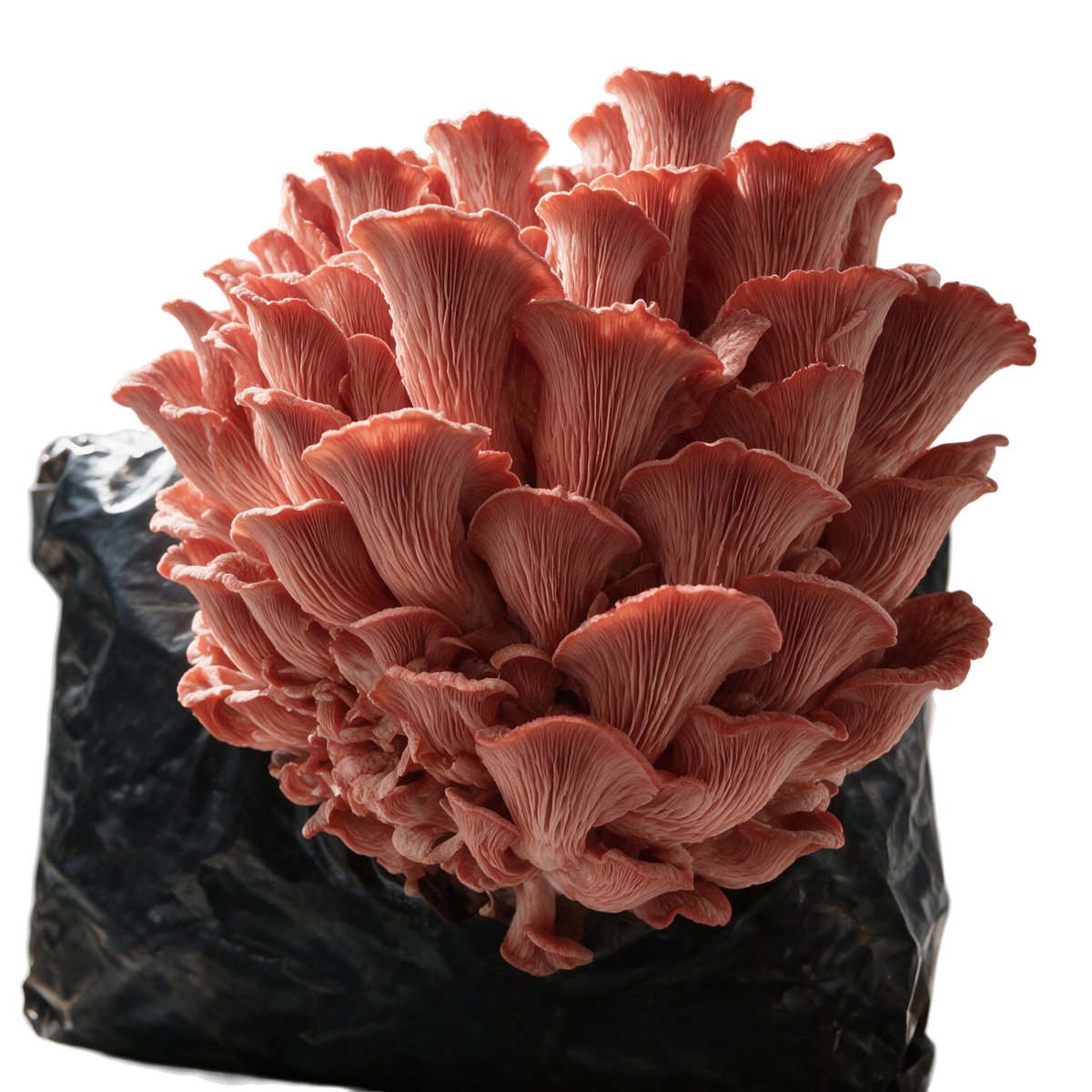 Pink Oyster (Pleurotus djamor) fruiting block, mature coral-pink cluster bursting through the front of a Lykyn 5 lb pre-colonized substrate bag, editorial product shot on transparent background
