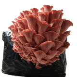 Pink Oyster Grow Kit: 5 lb Fruiting Block